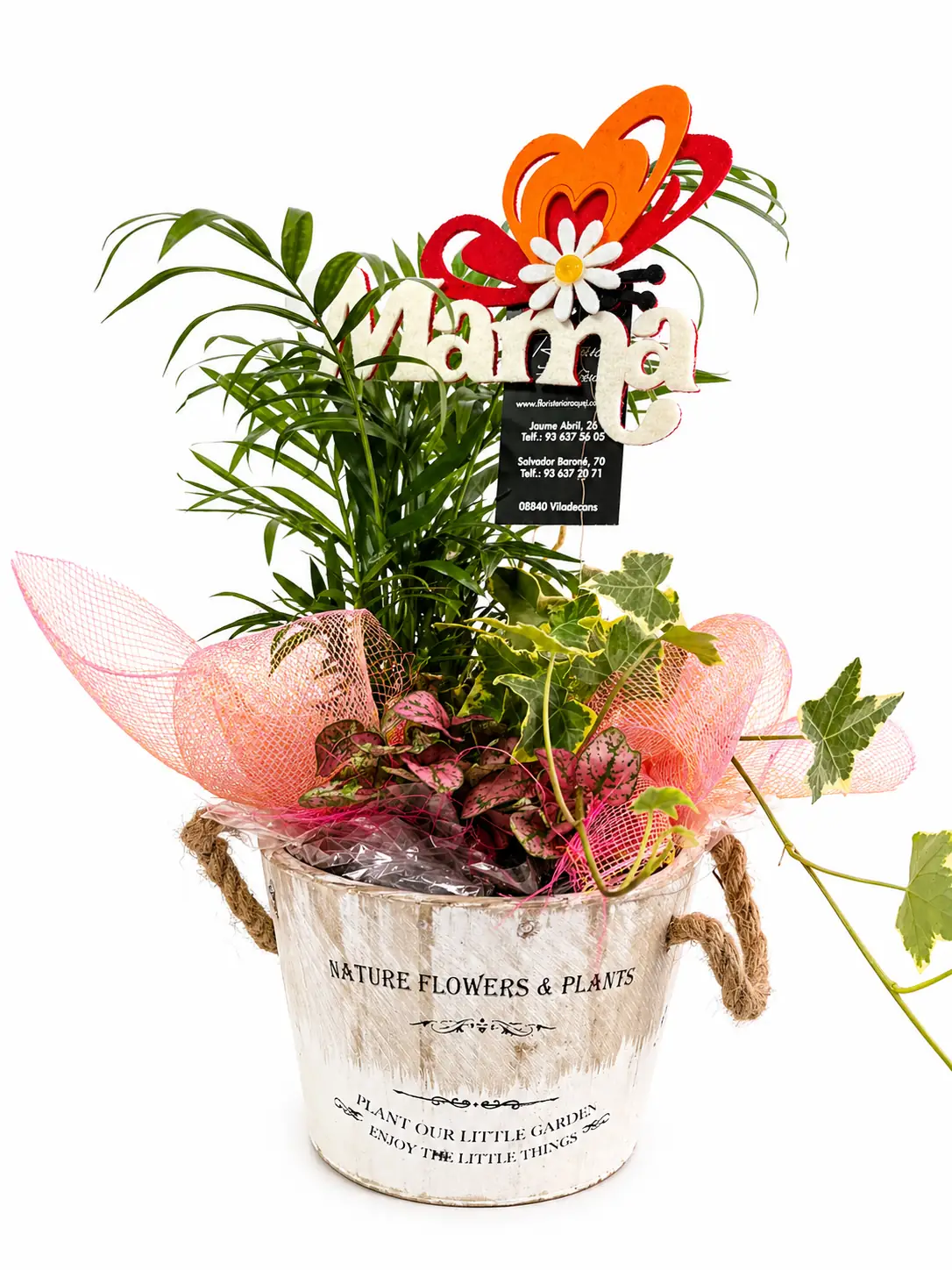 Planta con hiedra en cubo decorativo - Floradomicilio