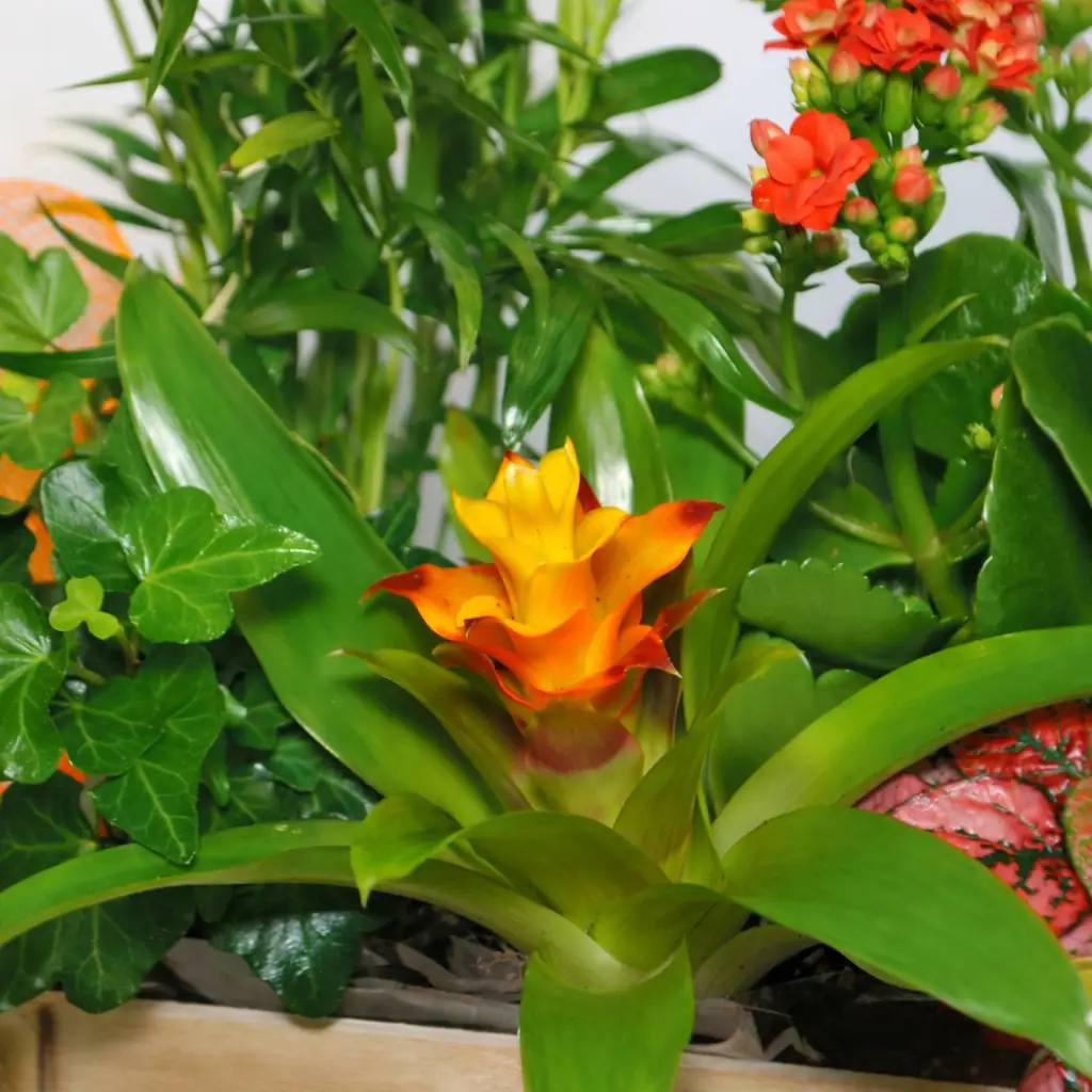 Cesta plantas de interior pequeña - Vista 2