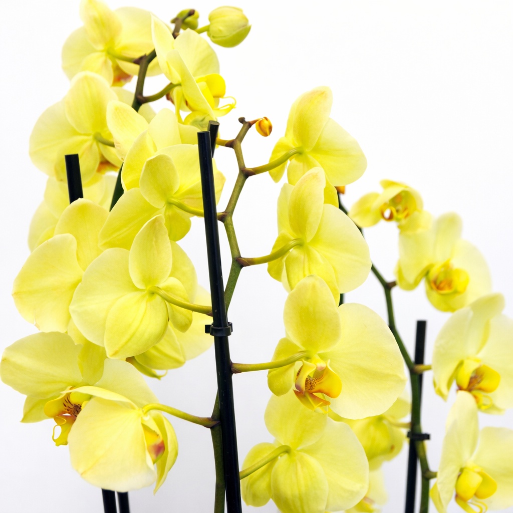 Orquídea Phalaenopsis Amarilla - Vista 2