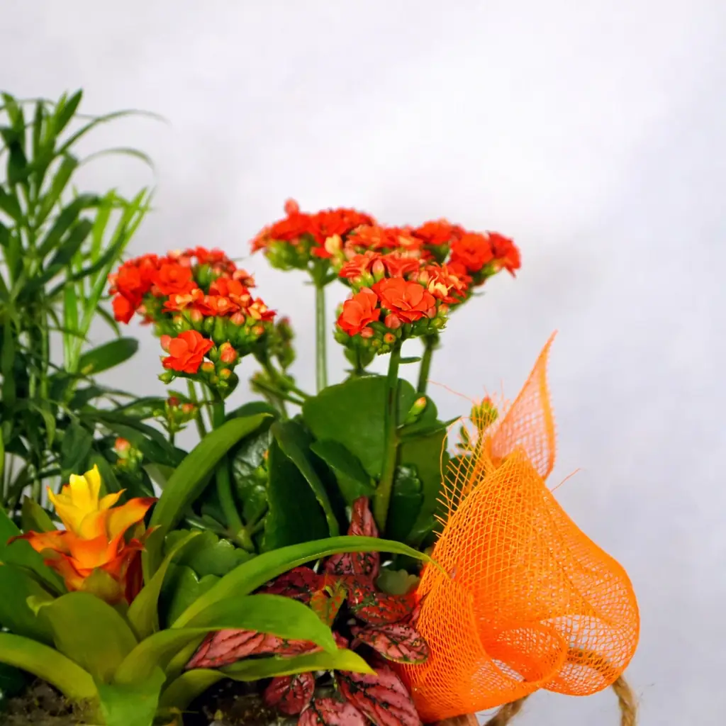 Cesta plantas de interior grande - Vista 2