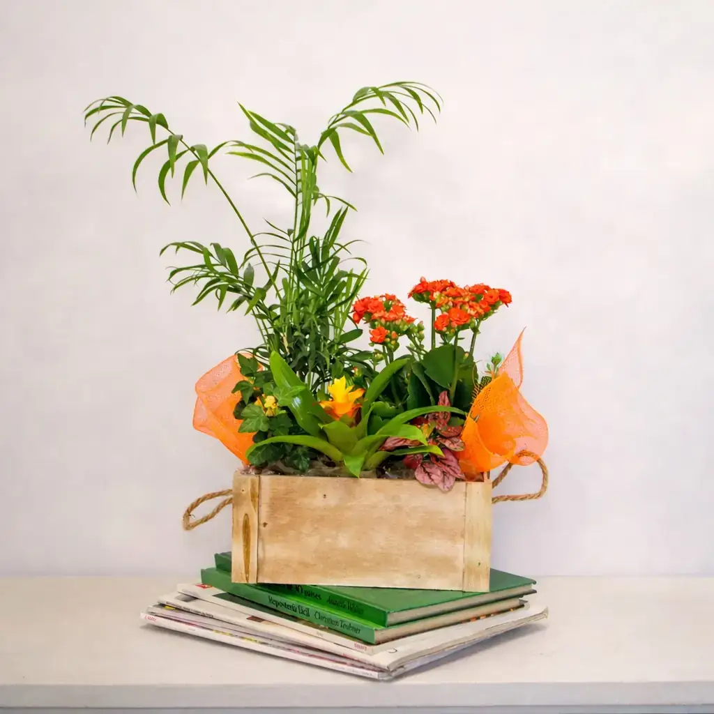 Cesta plantas de interior pequeña - Floradomicilio