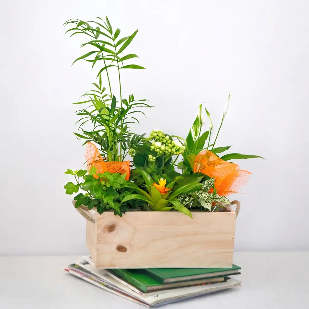 Cesta plantas de interior grande