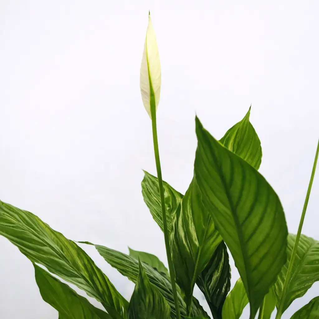 Spathiphyllum - Vista 2