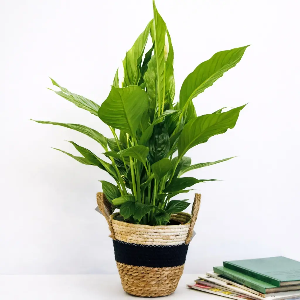 Spathiphyllum