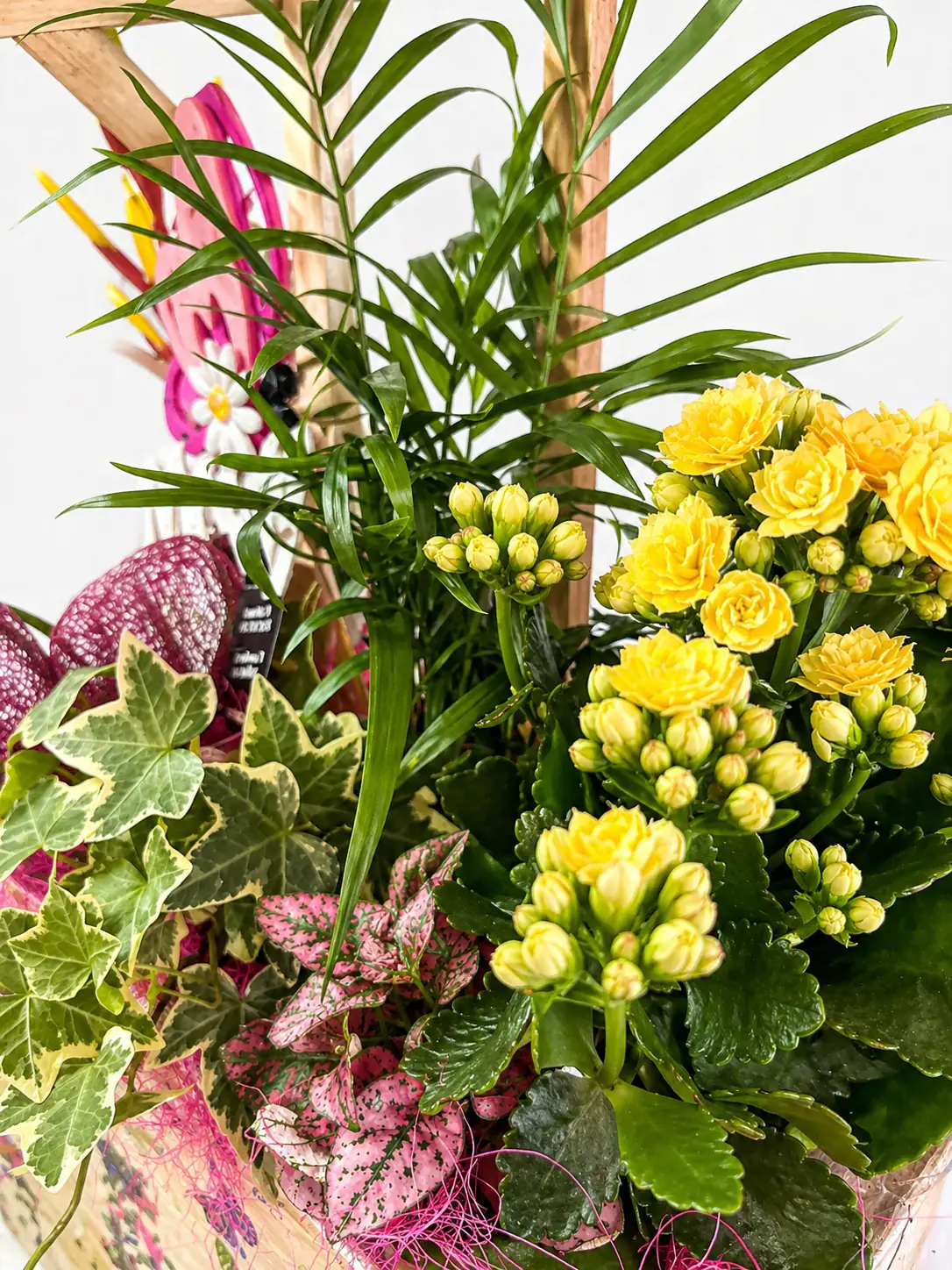 Caja Decorativa con Plantas Naturales - Vista 2
