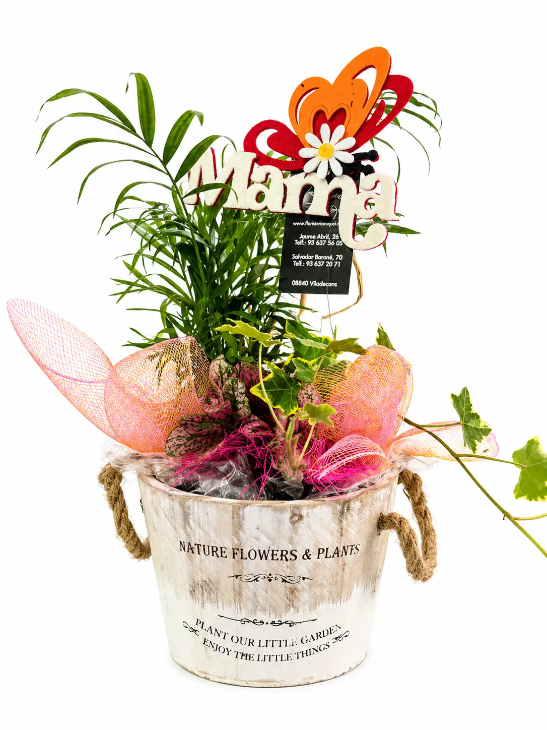 Planta con hiedra en cubo decorativo - Vista 2