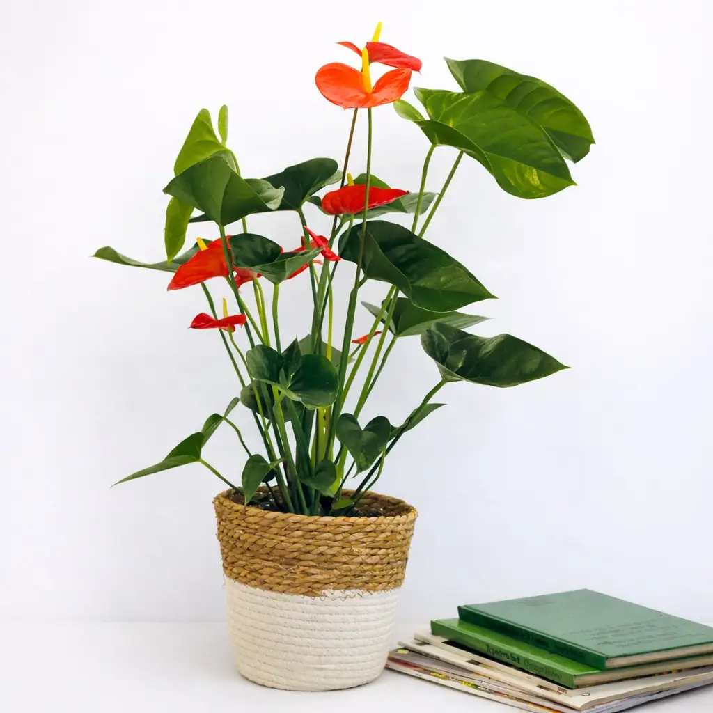 Planta Anthorium - Floradomicilio