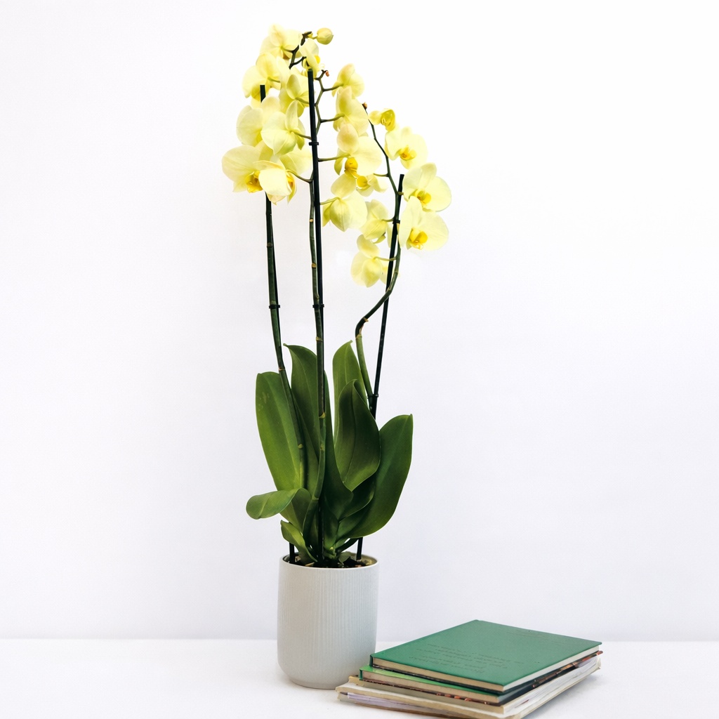 Orquídea Phalaenopsis Amarilla - Floradomicilio
