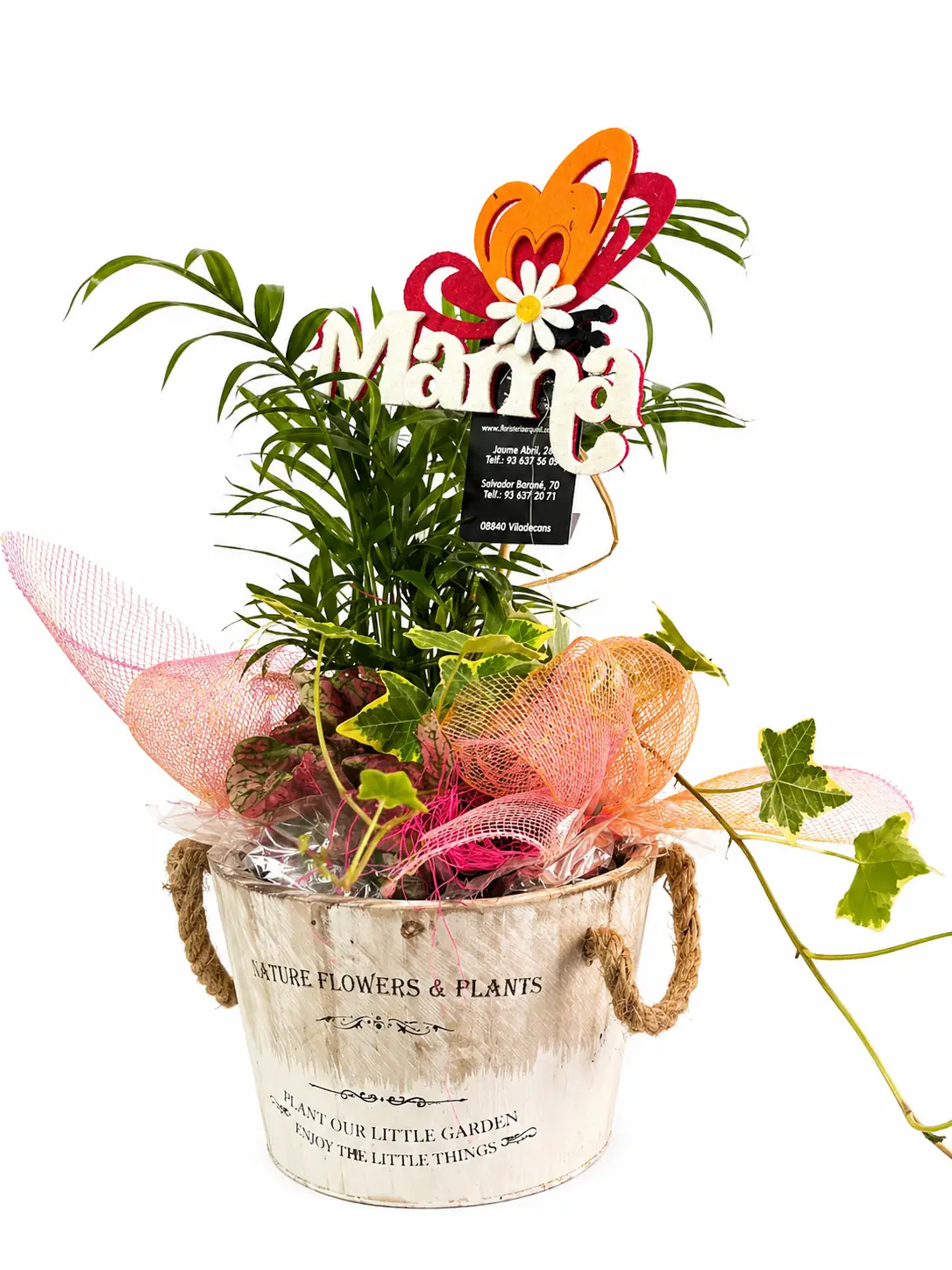 Planta con hiedra en cubo decorativo - Vista 3