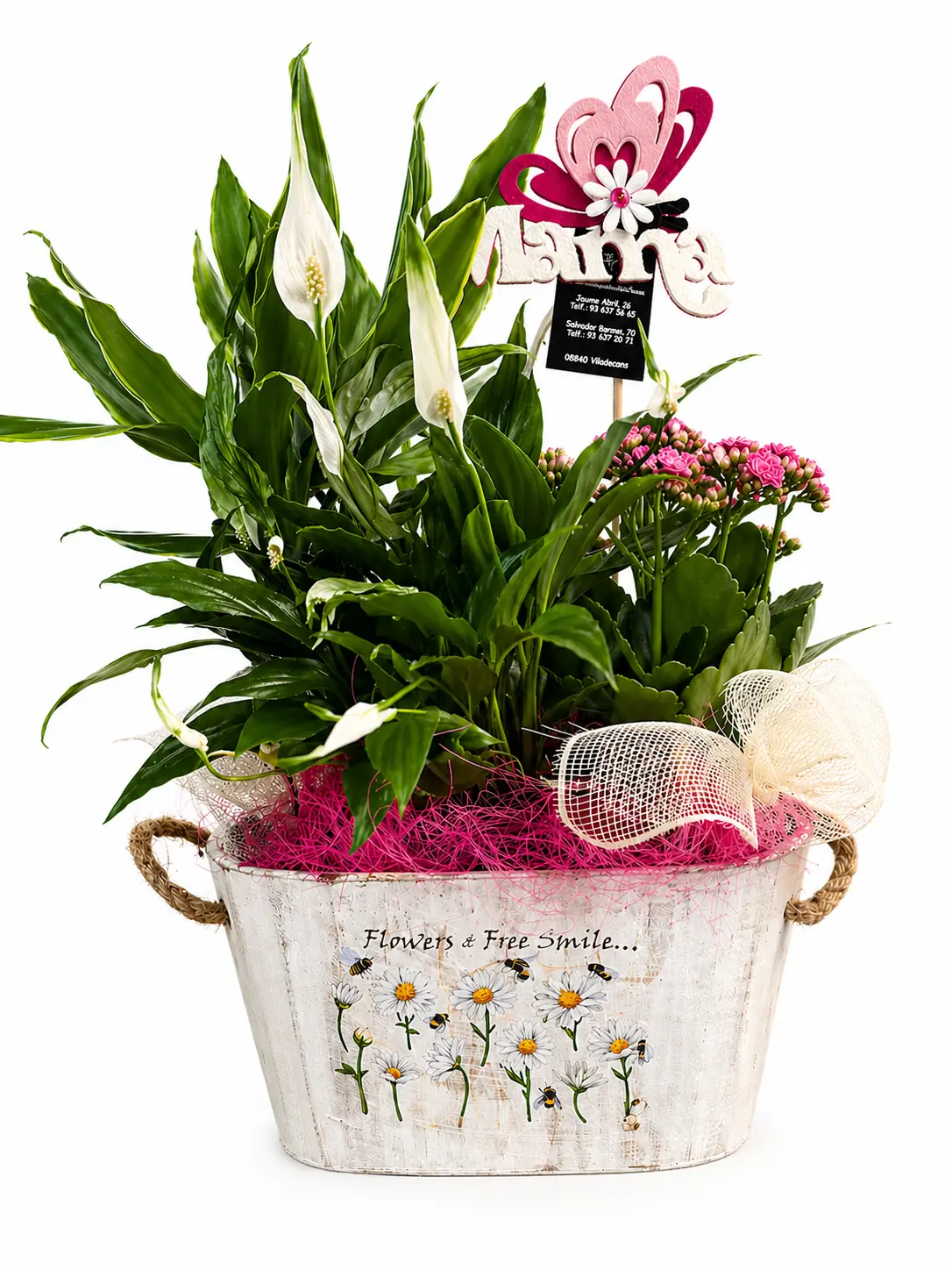 Plantas variadas en macetero decorativo