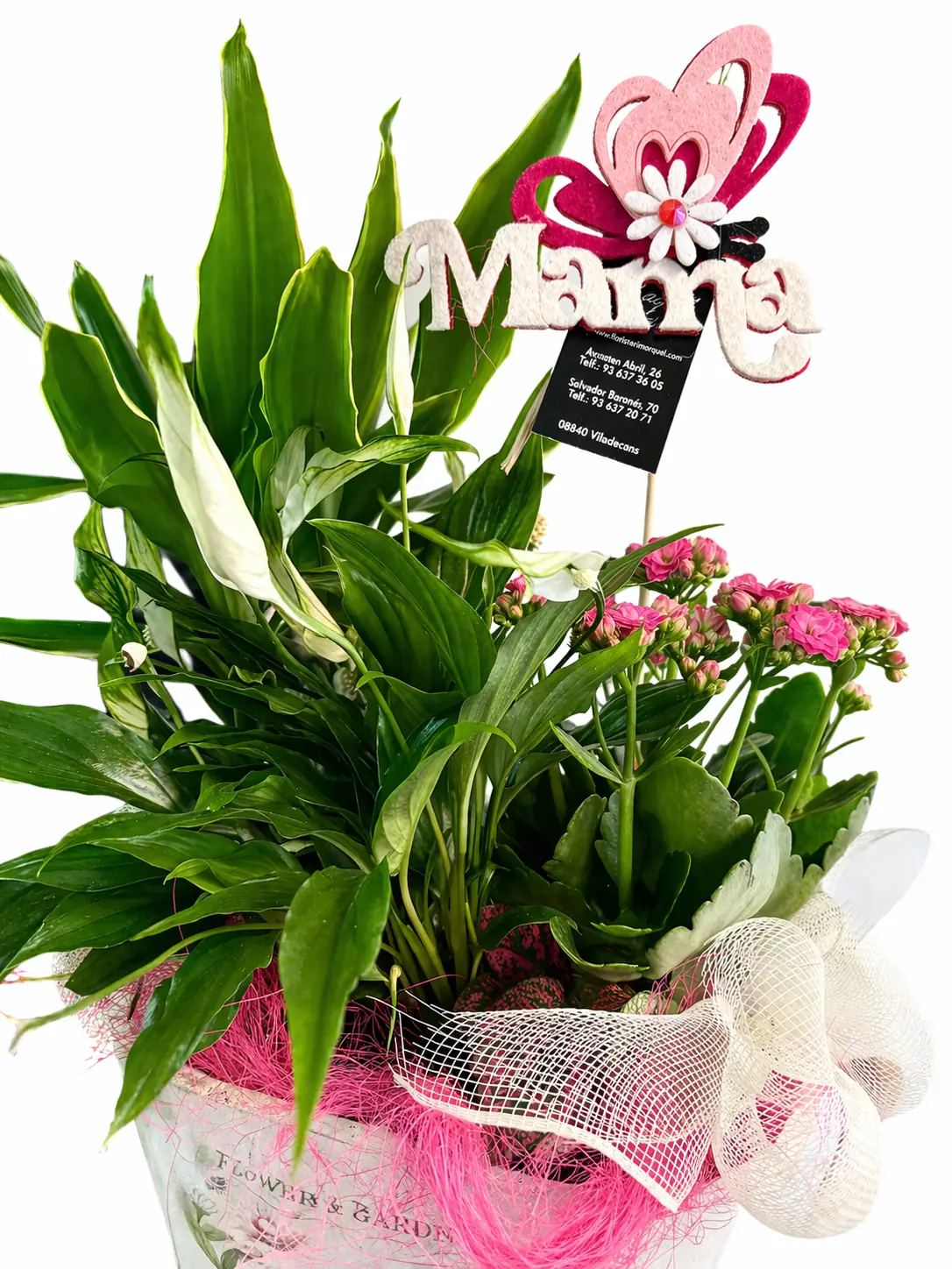 Plantas variadas en macetero decorativo - Vista 2