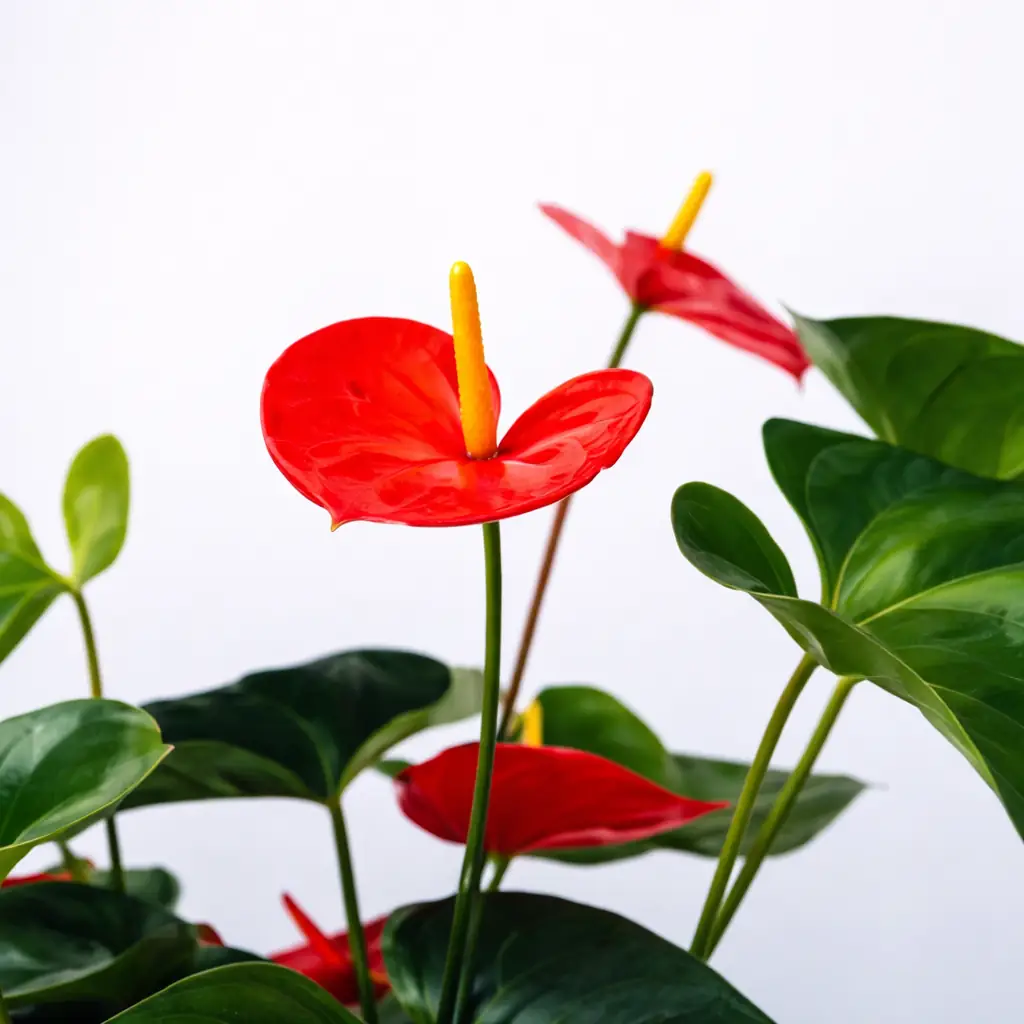 Planta Anthorium - Vista 2