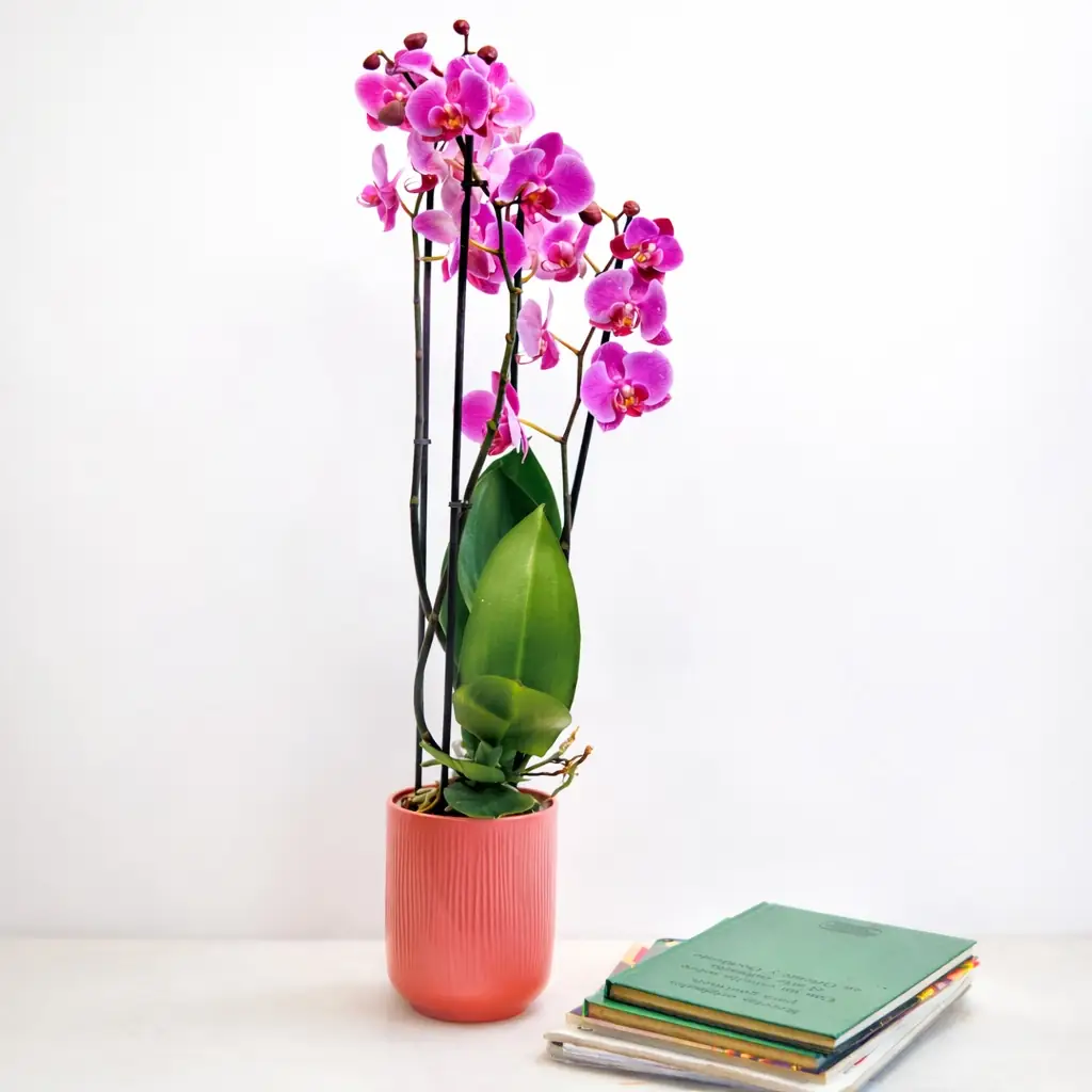 Orquídea Phalaenopsis Fucsia