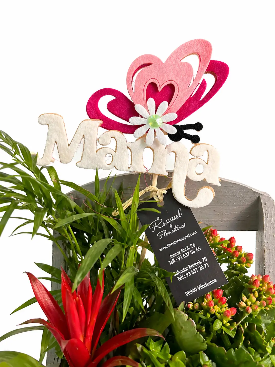 Plantas variadas en caja decorativa “Home” - Vista 2