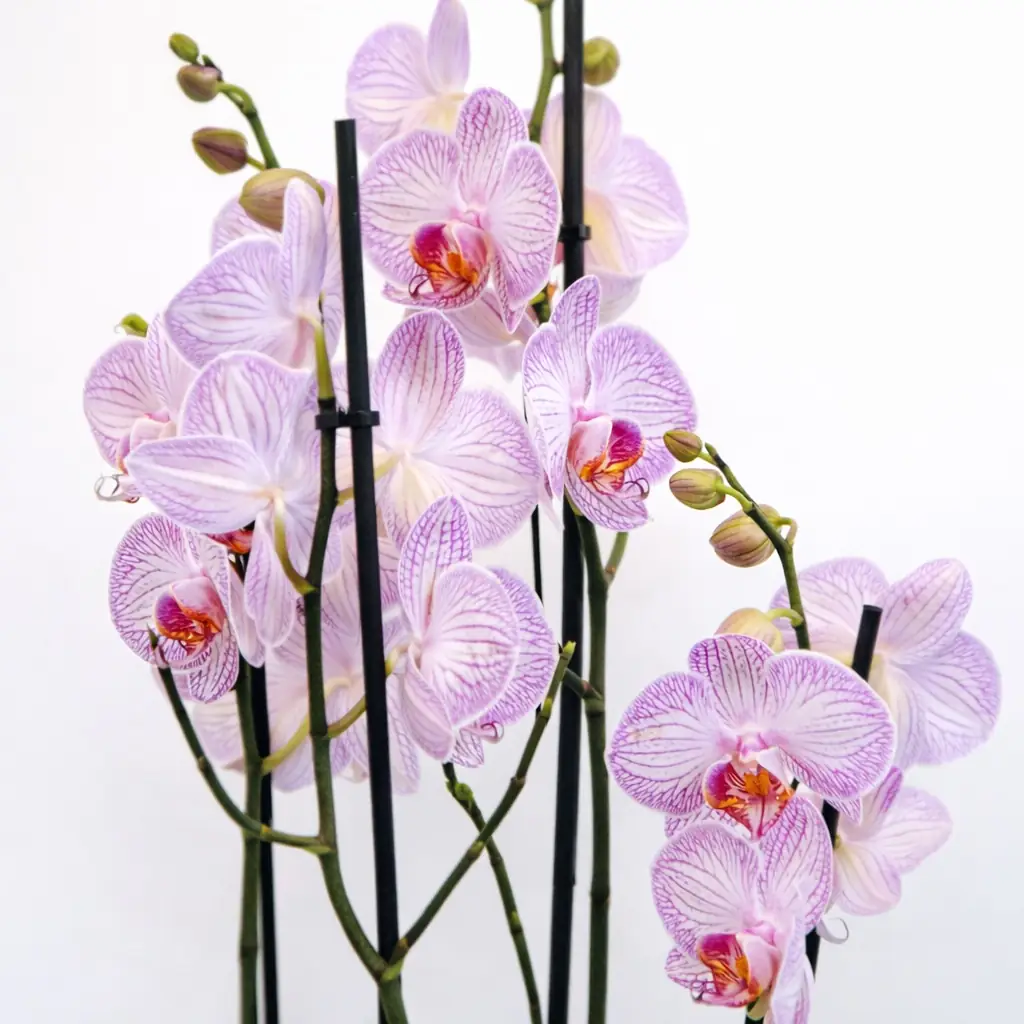 Orquídea Phalaenopsis Rosa - Vista 2