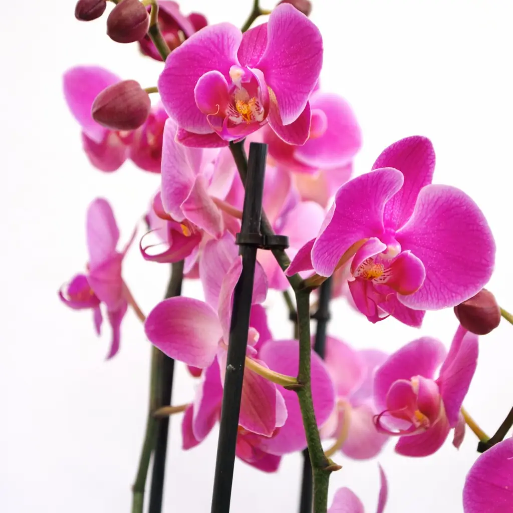 Orquídea Phalaenopsis Fucsia - Vista 2